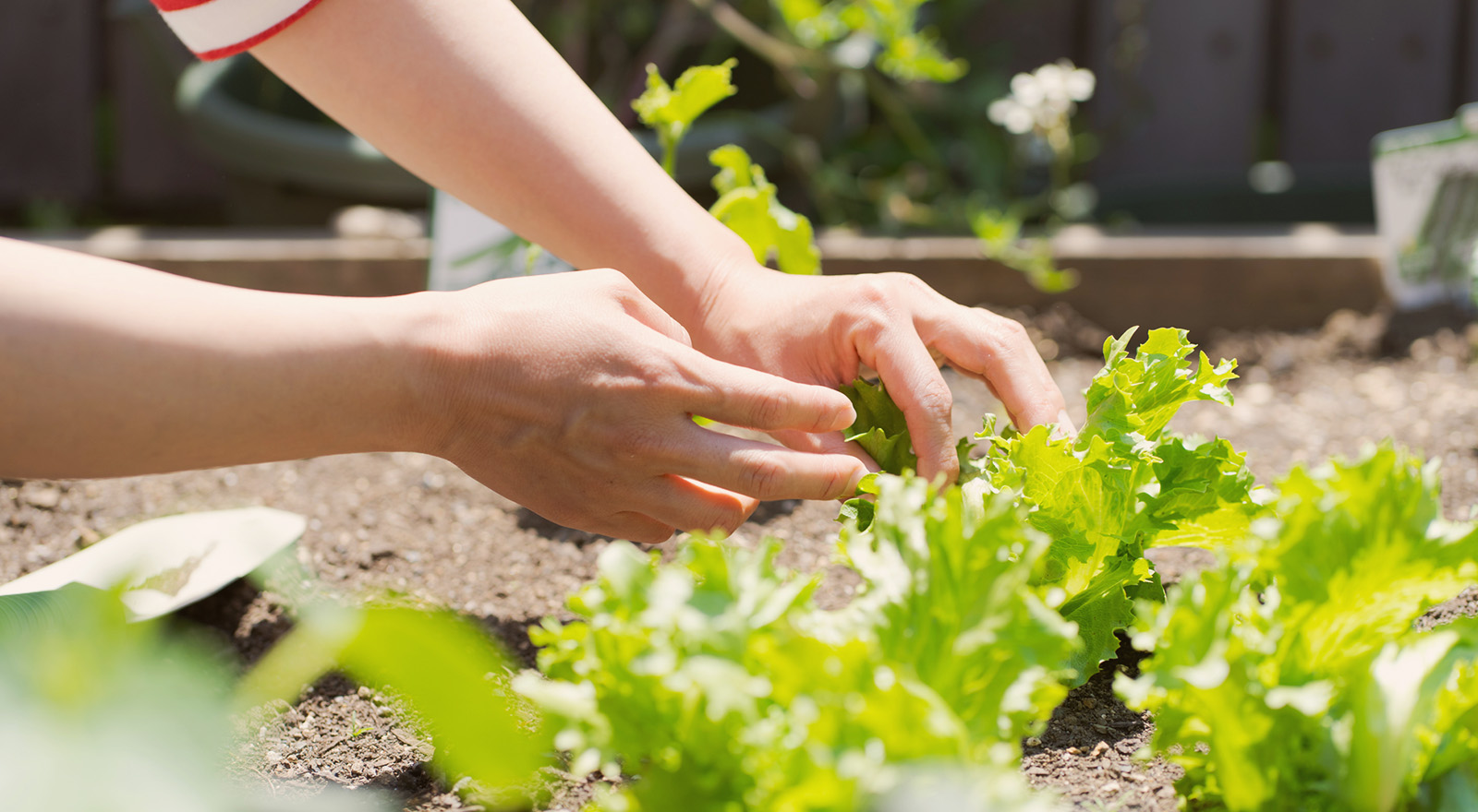 安定収穫を実現する効果実感型の土壌改良