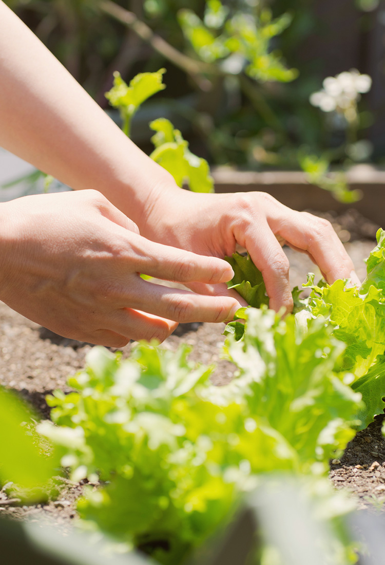 安定収穫を実現する効果実感型の土壌改良