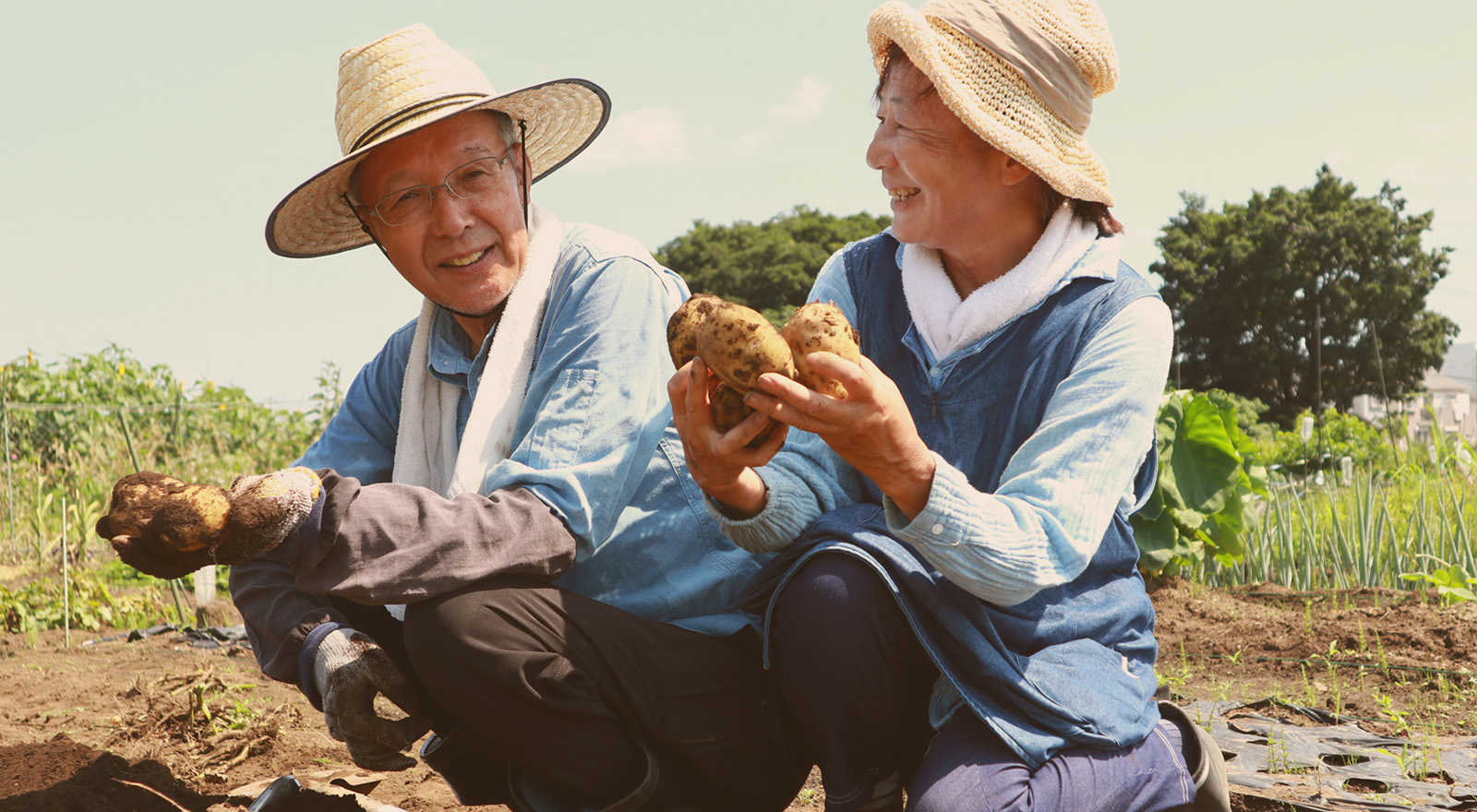 安定収穫を実現する効果実感型の土壌改良