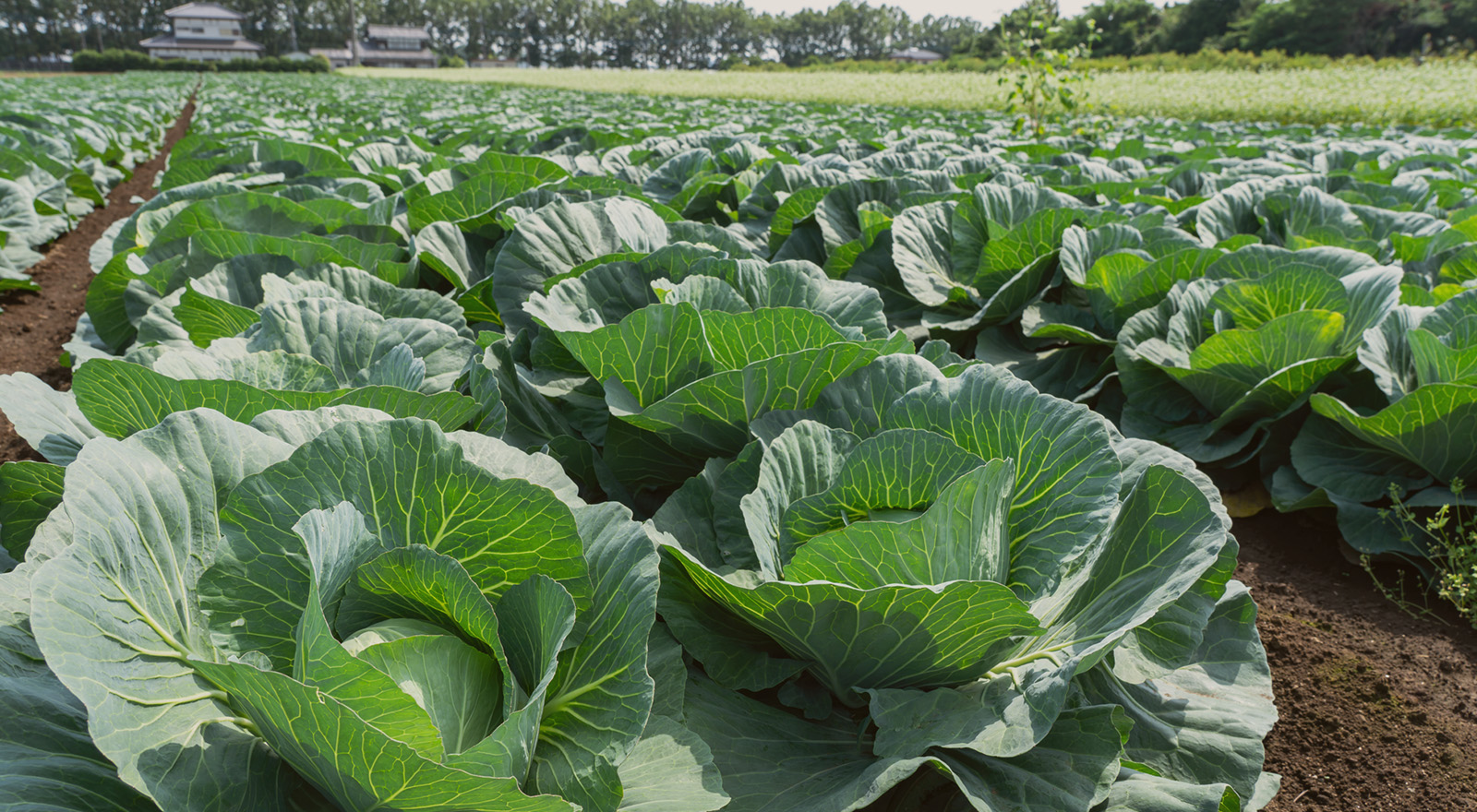 安定収穫を実現する効果実感型の土壌改良