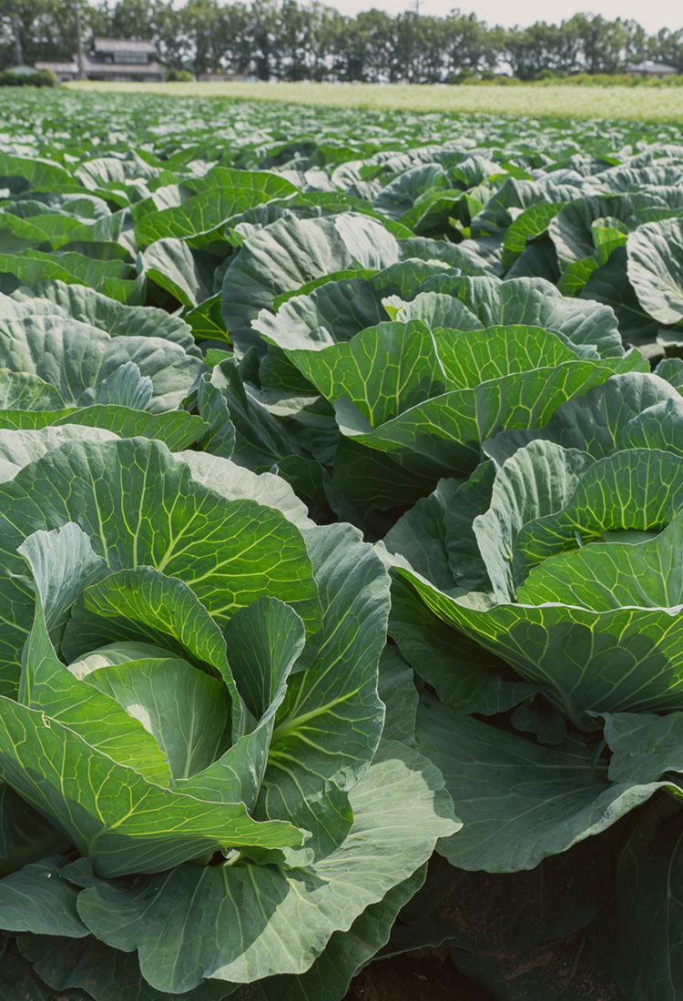 安定収穫を実現する効果実感型の土壌改良