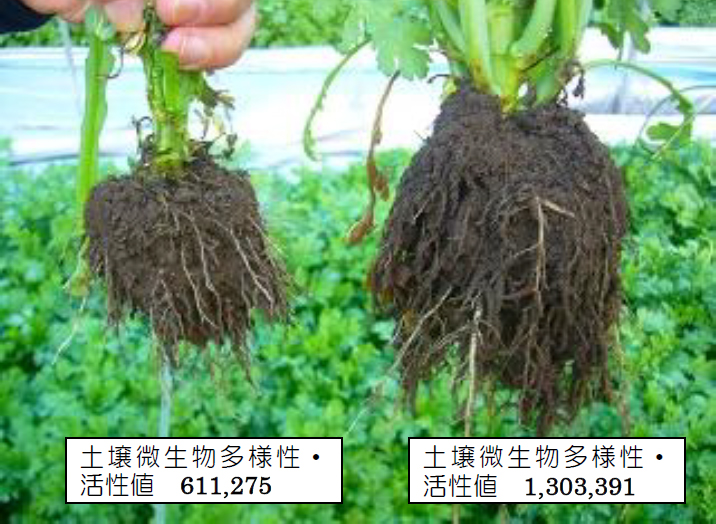 病気を防ぐカギは微生物のバランスにある