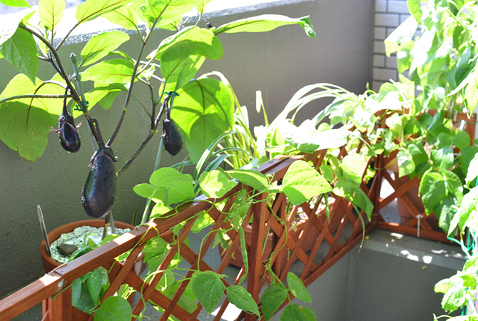 家庭菜園が趣味さんのお悩みあるある