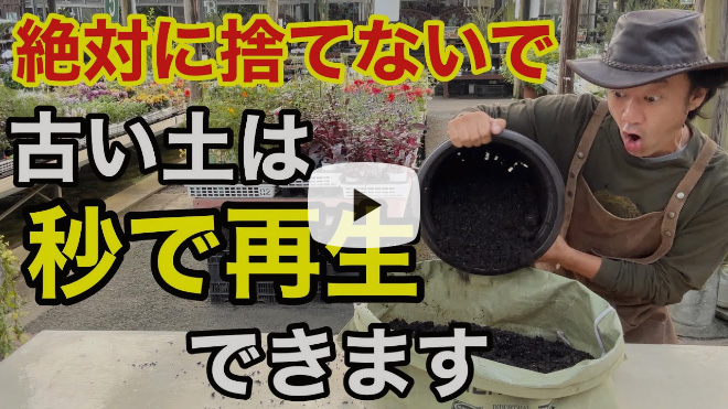 「カーメン君」ガーデンチャンネル