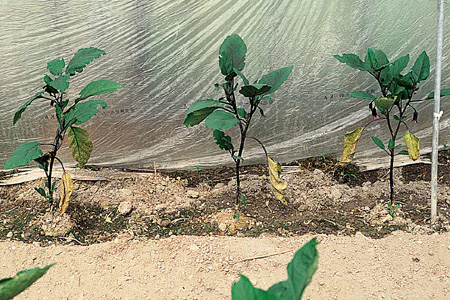 微生物と酸素が不足すると有害ガスが発生