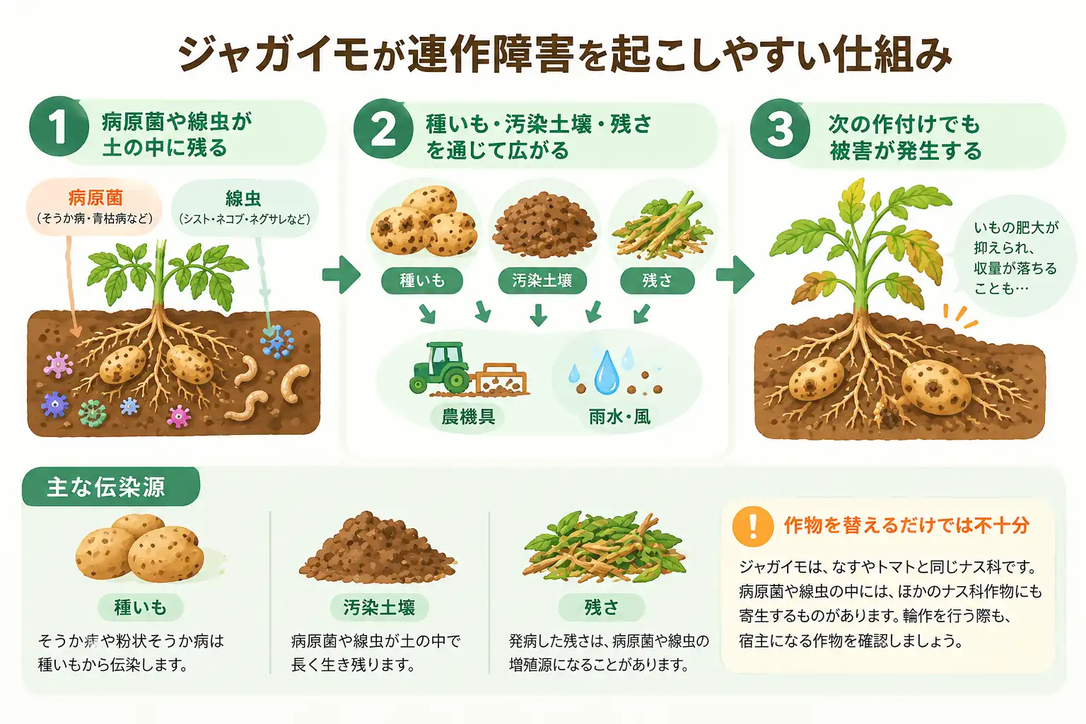 なぜジャガイモは連作障害を起こしやすいのか？